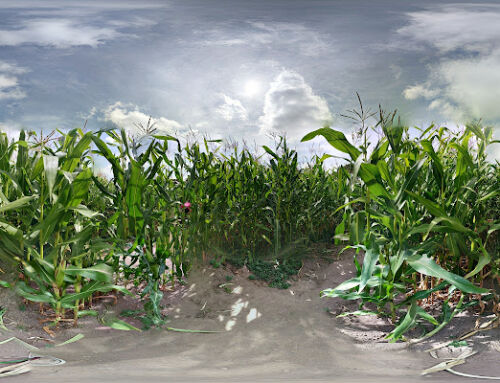 Maizys Ice cream Parlour