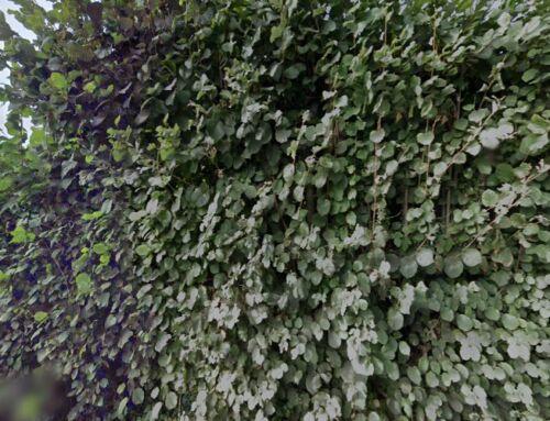 Sittingbourne & Milton Regis Clubhouse Dining Room